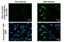 Anti-Zika virus NS5 protein antibody [HL2154] used in Immunocytochemistry/ Immunofluorescence (ICC/IF). GTX638132